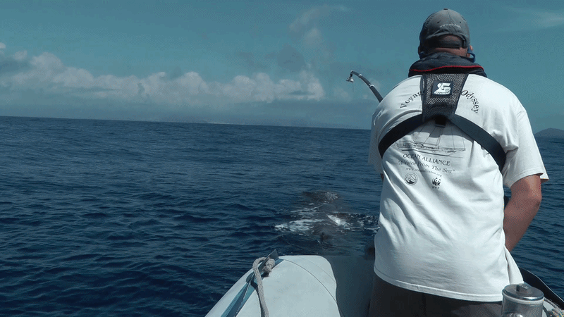 Professor Peter Teglberg Madsen attaching a suction cup sound recording tag on the back of a sperm whale off the Azores. Professor Peter Teglberg Madsen attaching a suction cup sound recording tag on the back of a sperm whale off the Azores.